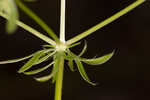 Fragrant eryngo